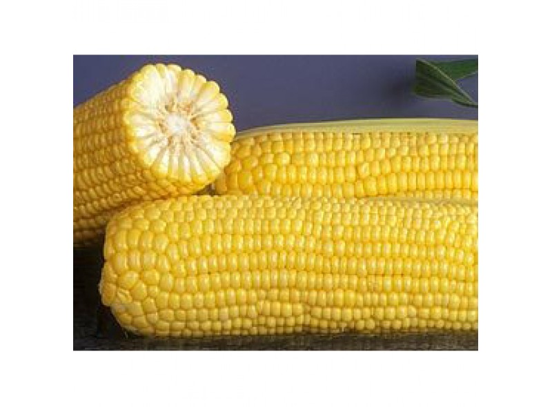 Насіння кукурудзи цукрової GSS 1453 F1 (100 000 насінин), Syngenta Насіння кукурудзи цукрової GSS 1453 F1 (100 000 насінин), Syngenta